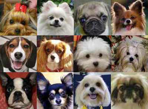 small dog breeds that don. popular-small-dog-reeds